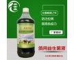 治肉鴿綠便水便用什么藥效果好